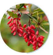 Ignitra Supplement Ingredients